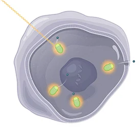 Image of Lutathera entering the cell