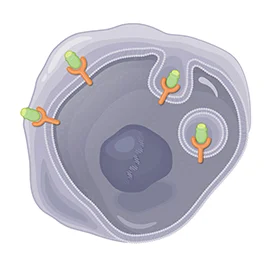 Image of Lutathera binding to receptors